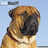 Bull Mastiff Calendar